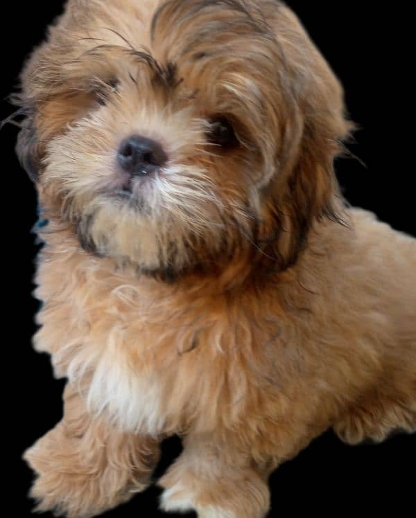 shihtzu puppy male 0