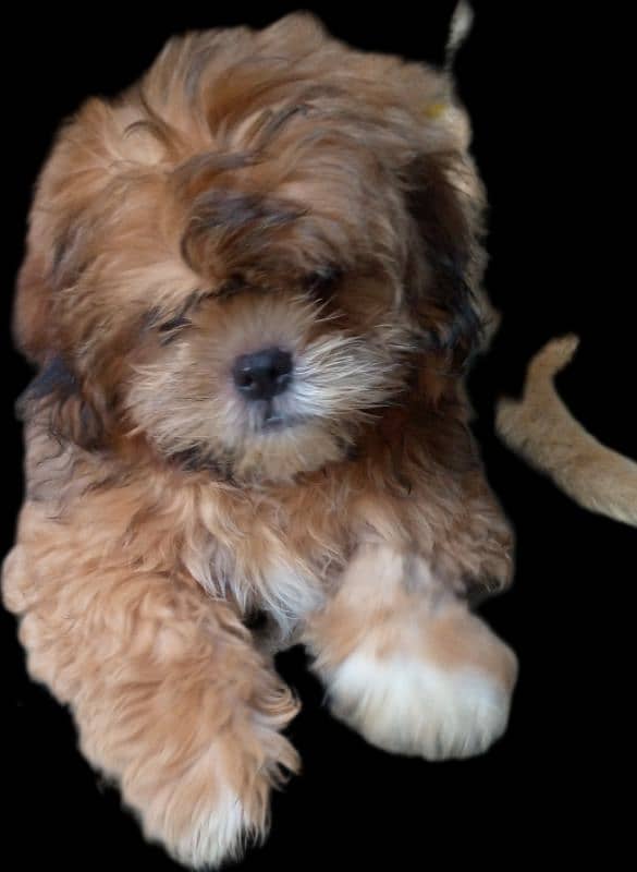 shihtzu puppy male 1