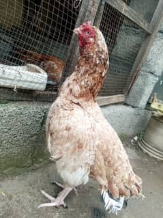 aseel male female for sale