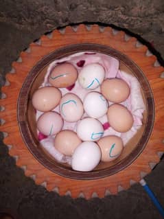 Aseel Cheena and bajri eggs available for sale