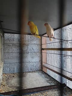 Lovebirds pairs with cages