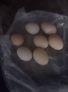 Desi eggs