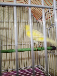 Singing Canary Male For Sale! URGENT