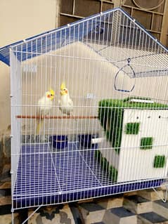 cockatiel pair with new cage and breading box