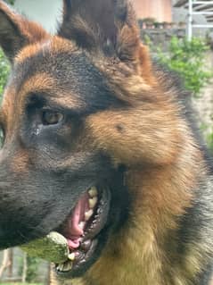 German Shepherd pure