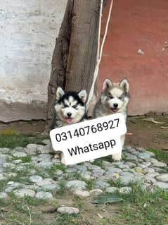 Siberian husky puppies for sale