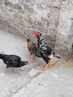 Aseel Cheena and bajri eggs available for sale