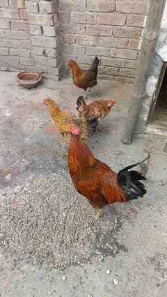 dise hen for sale argent for sale 03124972390