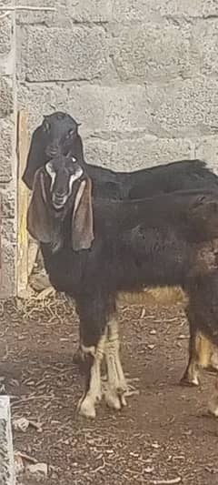 pair of tow male goats