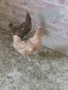 Desi hens