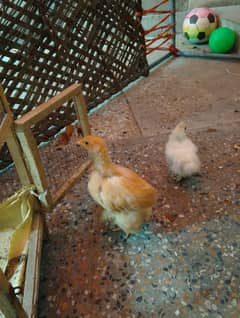 Golden puff heavy chicks