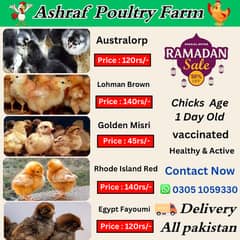 Golden Misri |Lohman brown | Fayoumi | Australorp |Rir chuza |chicks