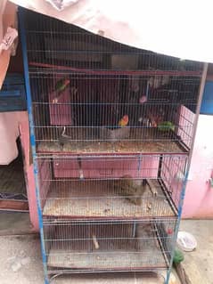 pingara for sell and love birds 2 pair for sell