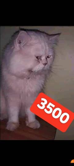 Persian Male Cat Piki Punch Stud Mating