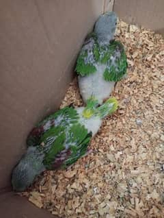 Parrots / raw Parrot Chicks For Sale