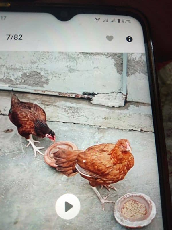 hen for sale 1