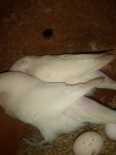 Albino black eye breeder for sell and exchange