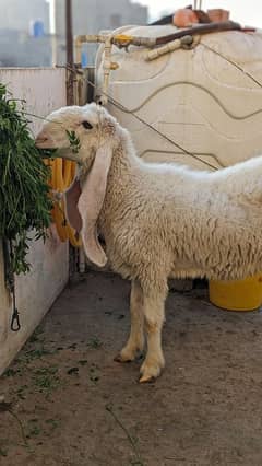 Pure Kajli Female Sheep