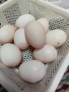 White Duck Eggs