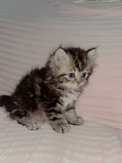 triple court Persian kitten playing fluffy brown eyes colour