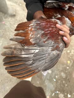 High Quality Aseel Beautiful Male For sale