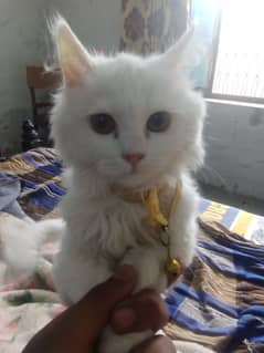 persion double coated kitten call on Whatsapp 03324639003