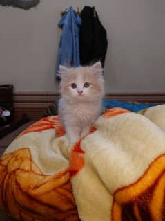 double coat Persian kitten. 1 month old vaccinated.