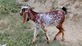 baby |Goat| makhi cheena bakri|desi bakri |bakra |