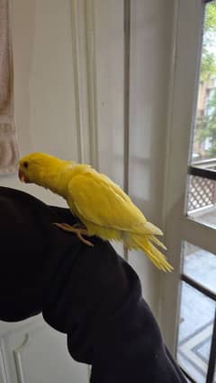 Yellow Green Ringneck Chicks