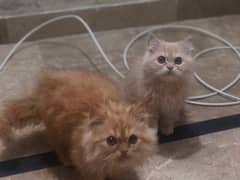 Persian adult cat and her 2 kittens