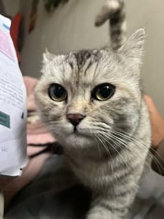 British shorthair in white colour with grey shade. rare colour.