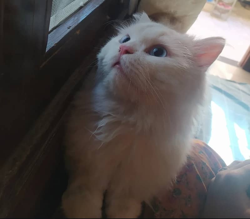 Pure white triple coat persian cat 2