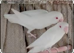 Crimino Pale falow albino