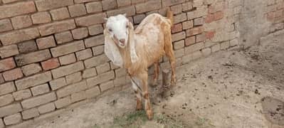 bakra