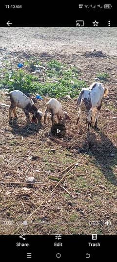 bakri for sale sath 2 bakra dobara cross hoi ha location gujarkhan