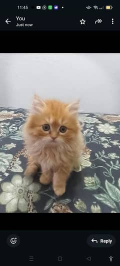 Persian cat