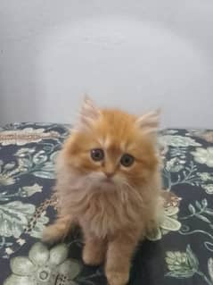 Persian cat