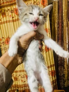 two Russian baby cats and so beautiful cats