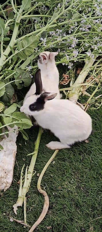 Rabbit for Sale 1