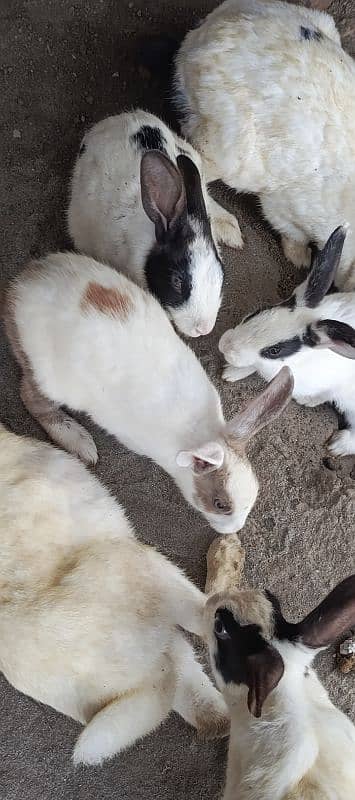 Rabbit for Sale 7