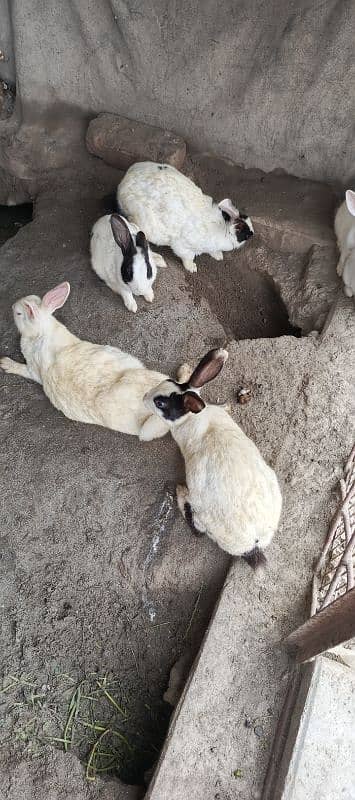 Rabbit for Sale 8