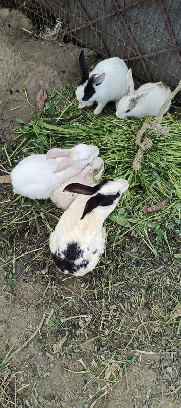 Rabbit for Sale 9