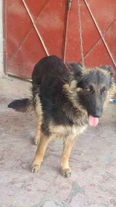 urgent sale krne h age 18 months full security train