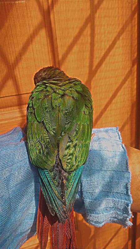 young green conure 0