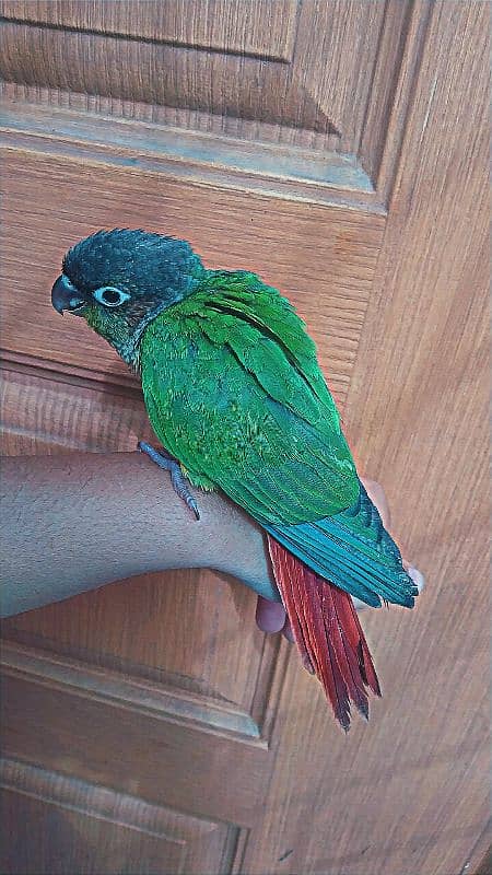 young green conure 2