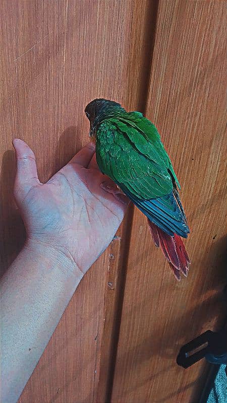 young green conure 3