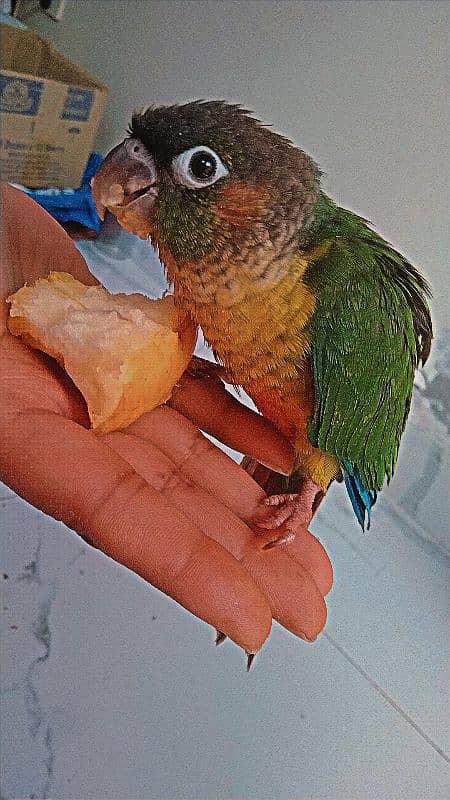 young green conure 4