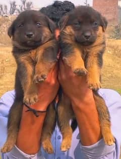 German shepherd pair 2 mahnt for sale active and healthy