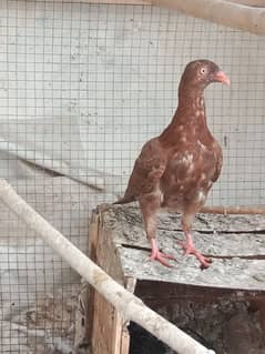 Danish Pigeon