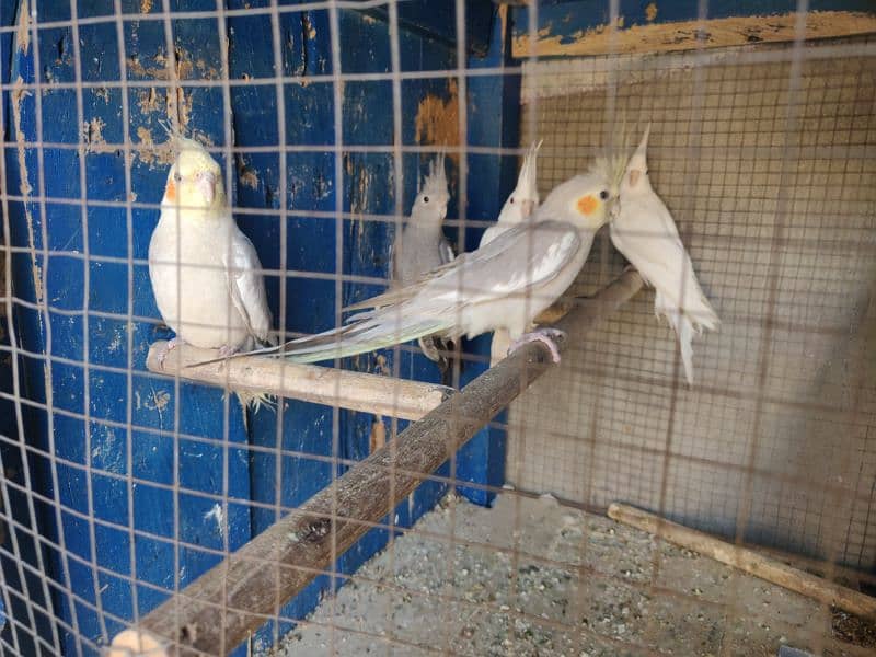 cocktail for sale 1